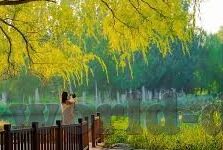 麻豆国产传媒大象-麻豆国产传媒大象，文化与商业的交织